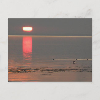 Samsø Island Denmark Photo Colette July 2009 Postcard