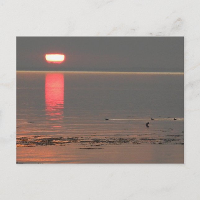 Samsø Island Denmark Photo Colette July 2009 Postcard (Front)