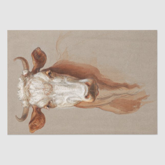 Samuel Colman | Two Studies of Cattle - 1876 Tissue Paper (Front)