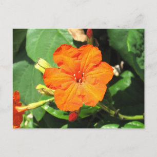 San Andrés, Colombia Postcard