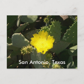 San Antonio, Texas Postcard
