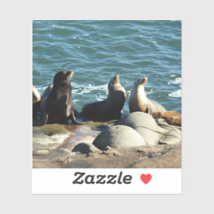 San Diego Sea Lions