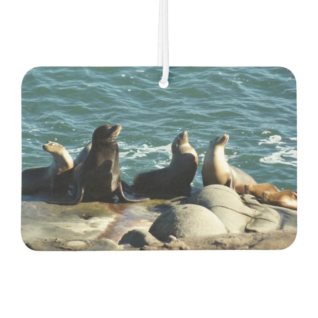 San Diego Sea Lions Car Air Freshener (Front)