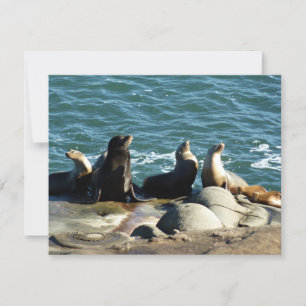 San Diego Sea Lions Card