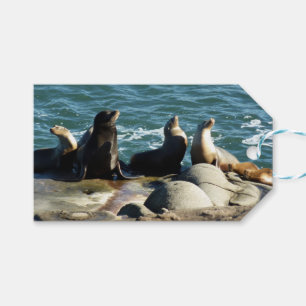 San Diego Sea Lions Gift Tags