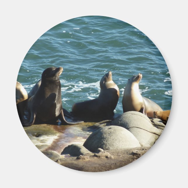 San Diego Sea Lions Magnet (Front)