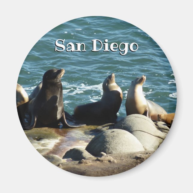 San Diego Sea Lions Magnet (Front)