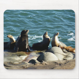 San Diego Sea Lions Mouse Mat