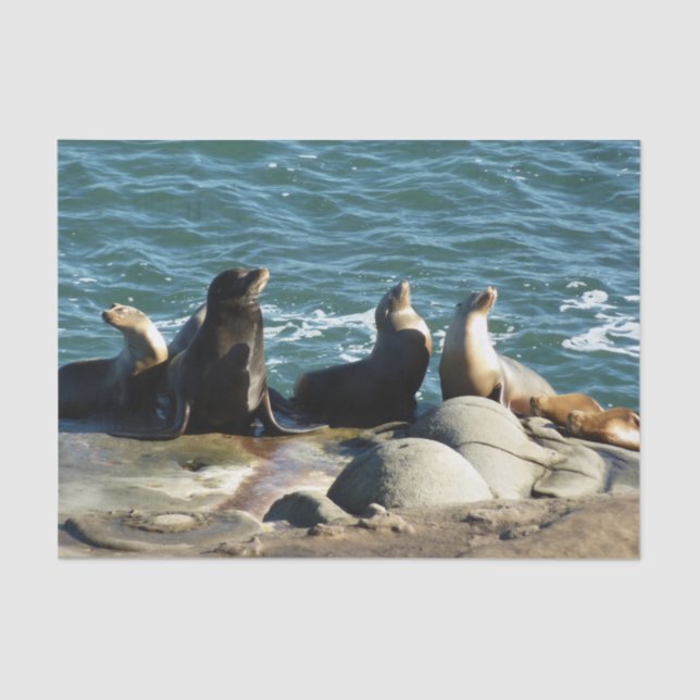 San Diego Sea Lions Tissue Paper (Front)