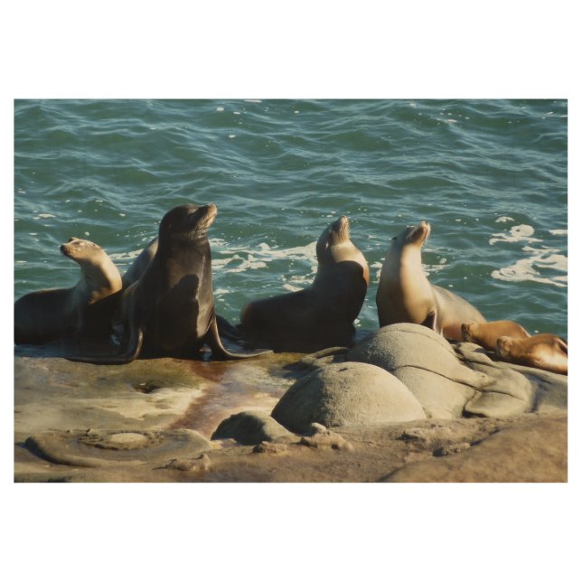 San Diego Sea Lions Wood Poster (Front)