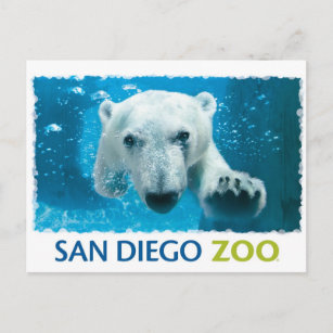 San Diego Zoo Polar Bear Postcard