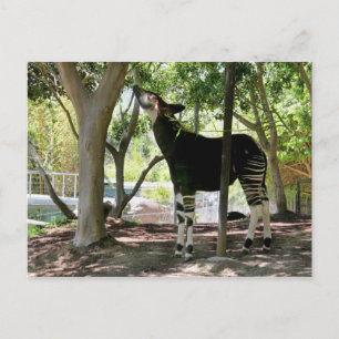 San Diego Zoo Postcard