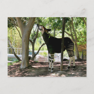 San Diego Zoo Postcard