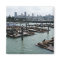 San Francisco and Pier 39 Sea Lions City Skyline