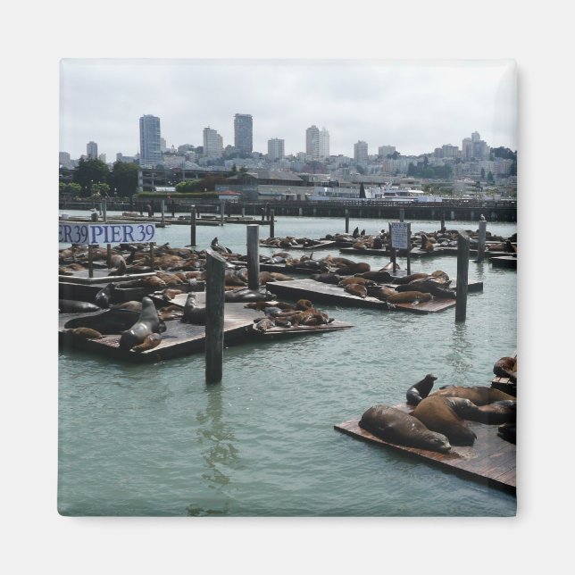 San Francisco and Pier 39 Sea Lions City Skyline Magnet (Front)
