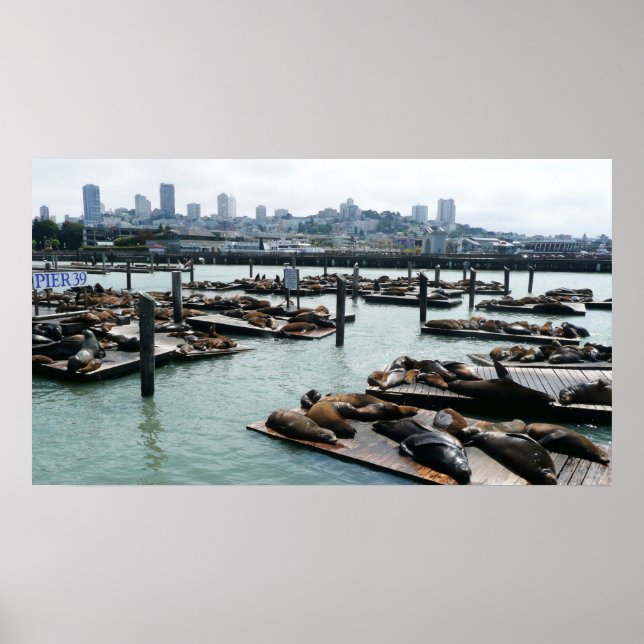 San Francisco and Pier 39 Sea Lions City Skyline Poster (Front)