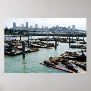 San Francisco and Pier 39 Sea Lions City Skyline Poster