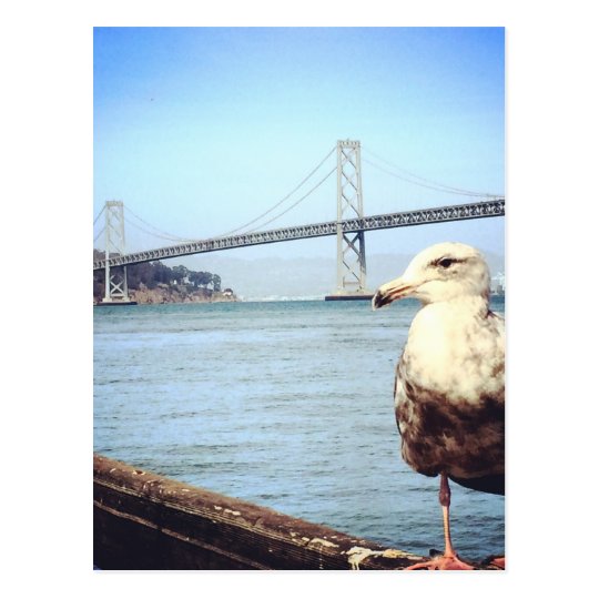 San Francisco Bay Bridge Seagull Postcard