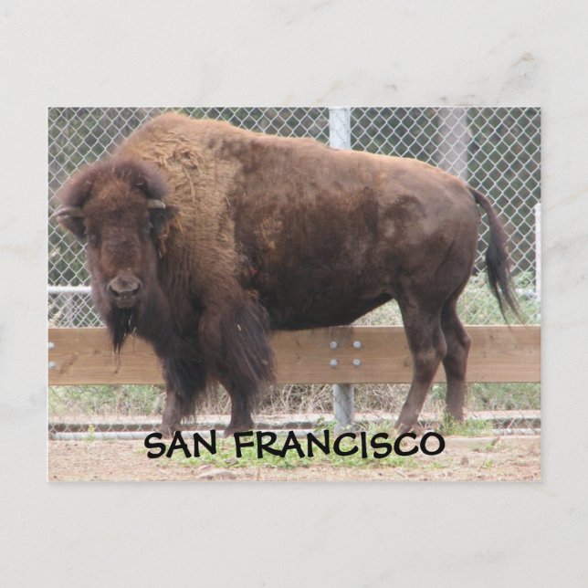 San Francisco Bison Postcard! Postcard (Front)