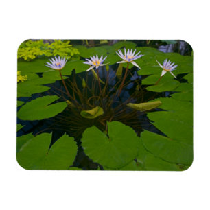 San Francisco Californias Golden Gate Park and Magnet
