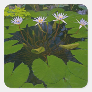 San Francisco Californias Golden Gate Park and Square Sticker