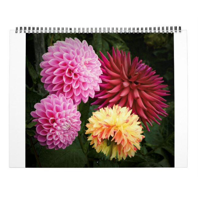 San Francisco Dahlias 2022 Calendar (Back)