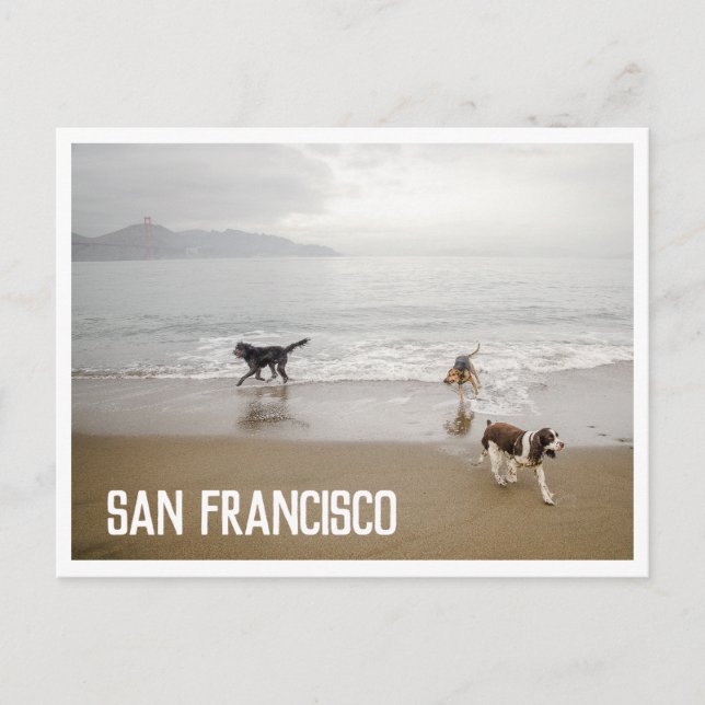 San Francisco Dogs at the Beach Postcard (Front)