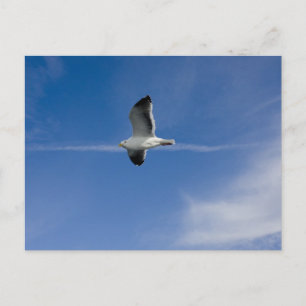 San Francisco Gull Postcard