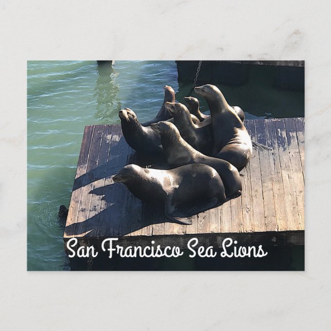 San Francisco Pier 39 Sea Lions #2 Postcard (Front)