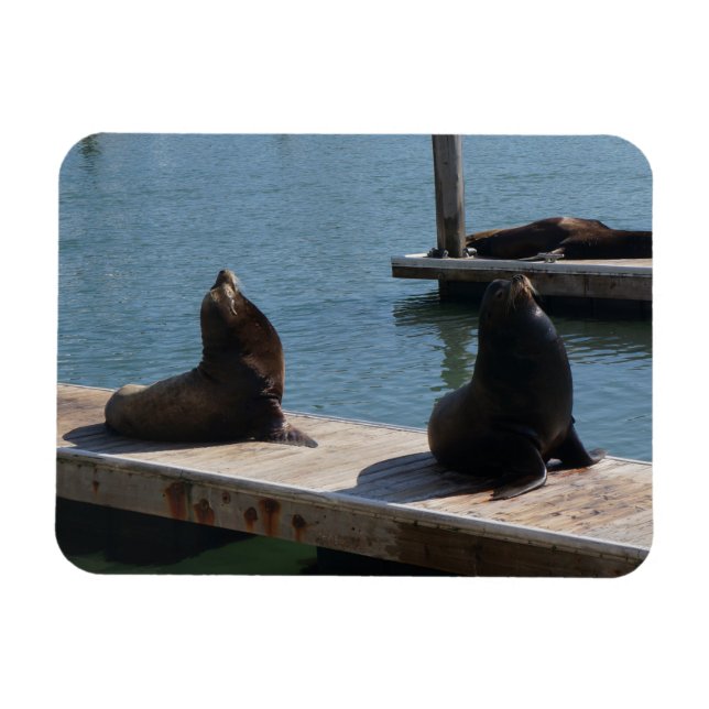 San Francisco Pier 39 Sea Lions #3 Magnet (Horizontal)