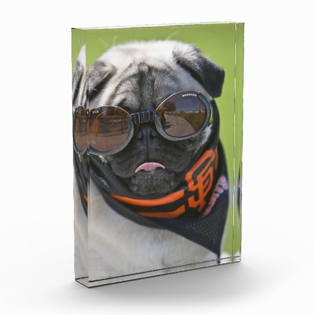 San Francisco Pug Photo Block (Left)