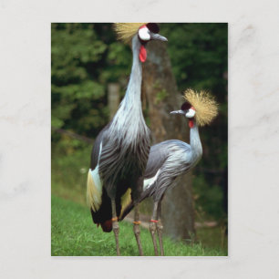 San Francisco Zoo Postcard