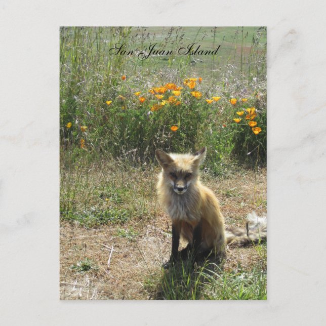 San Juan Island Fox Postcard (Front)