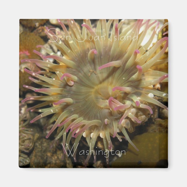 San Juan Island, Washington Magnet (Front)