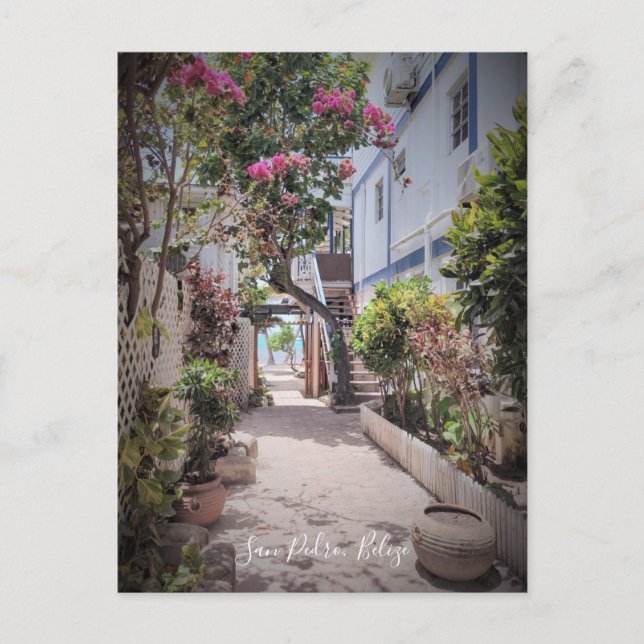 San Pedro Ambergris Caye Belise Postcard (Front)