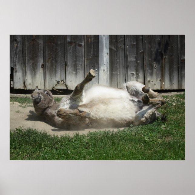 Sand Bathing Donkey Poster (Front)