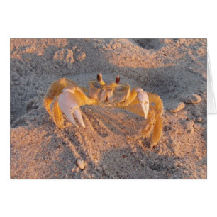 Sand Crab