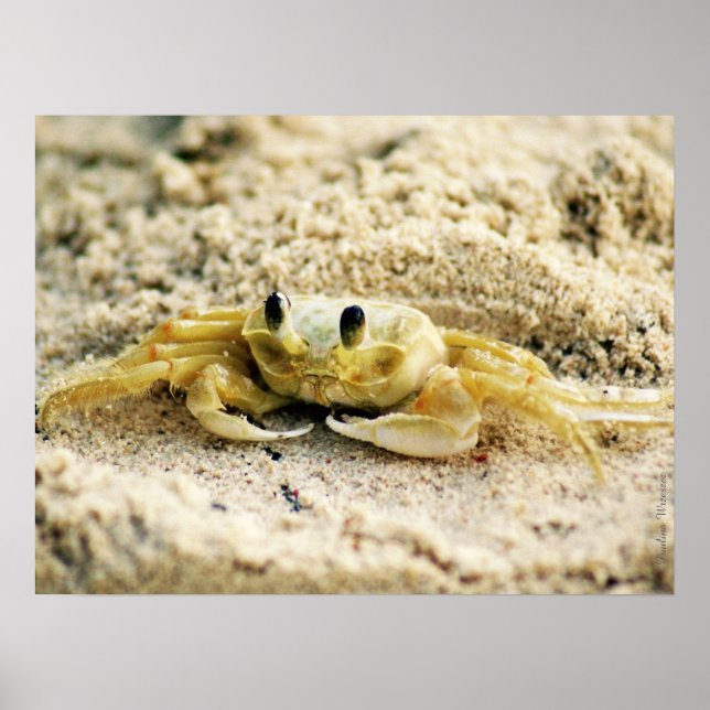Sand Crab, Curacao, Caribbean islands, 24x18 Photo Poster (Front)