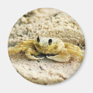 Sand Crab, Curacao, Caribbean islands, Photo Magnet