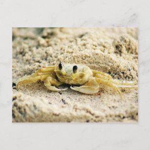 Sand Crab, Curacao, Caribbean islands, Photo: Postcard