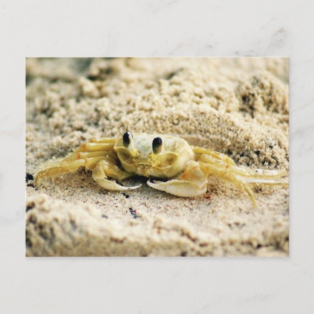 Sand Crab, Curacao, Caribbean islands, Photo Postcard (Front)
