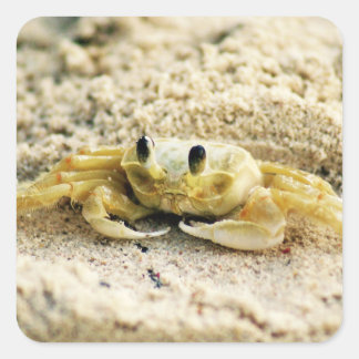 Sand Crab, Curacao, Caribbean islands, Photo Square Sticker