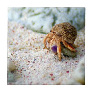 Sand Crab, Curacao, Caribbean islands, Photo Tile