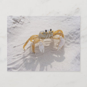 Sand Crab Postcard
