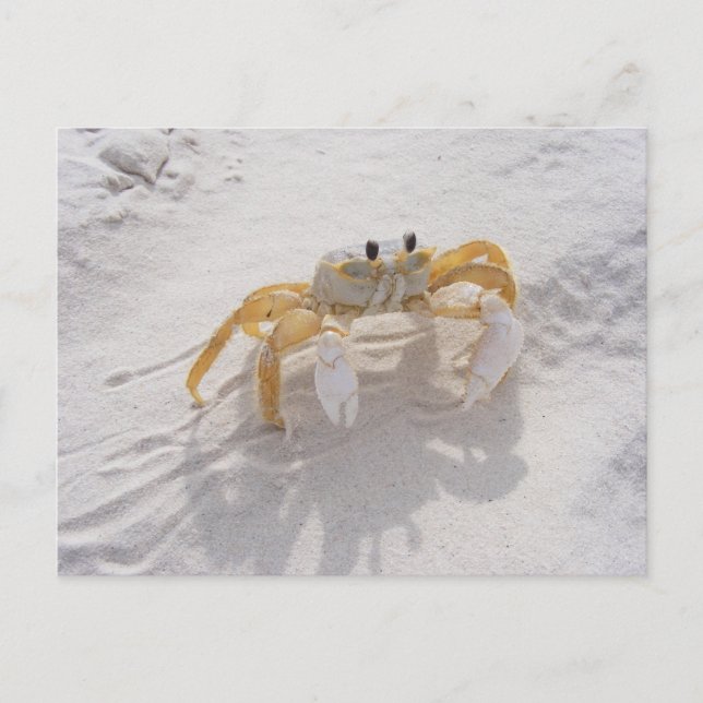 Sand Crab Postcard (Front)