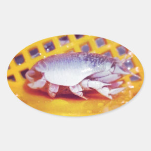 Sand Crabs (Photography) Oval Sticker