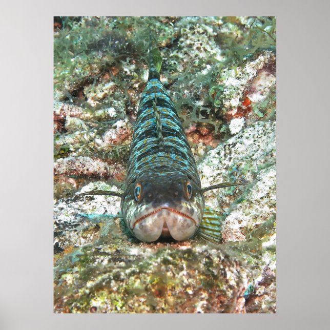 Sand Diver Head On Poster (Front)