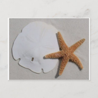 Sand dollar and starfish postcard