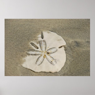 Sand dollar at the Beach Poster
