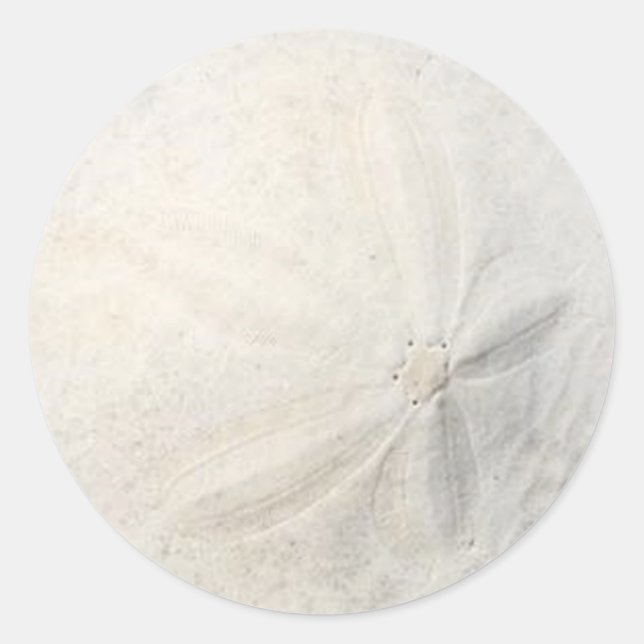 Sand Dollar Beach Party Round Sticker (Front)